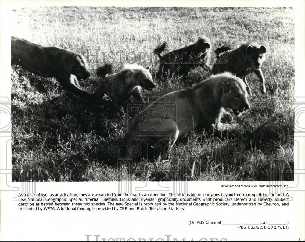 1991 Press Photo Pack of Hyenas attack a Lion spp00353 Historic Images