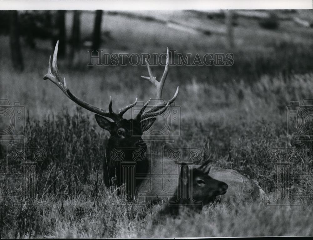 1984 Press Photo Elk - spa22670 - Historic Images