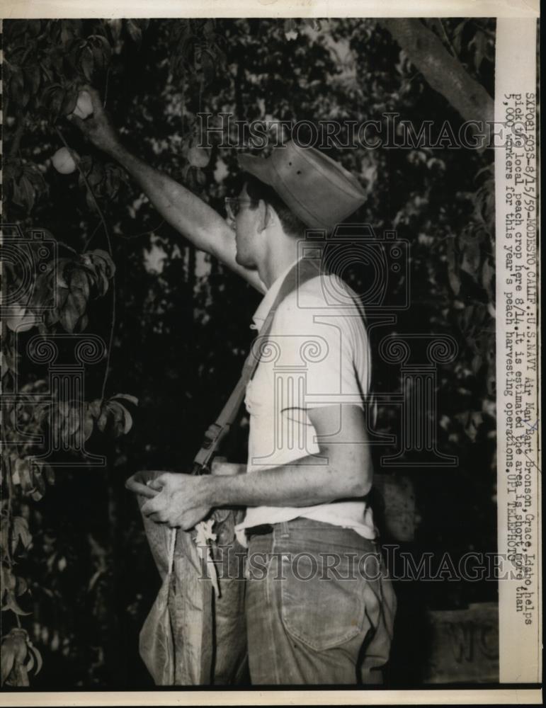 1959 Press Photo Air Man Bart Bronson of Idaho picks peach crop - nee95034 - Historic Images