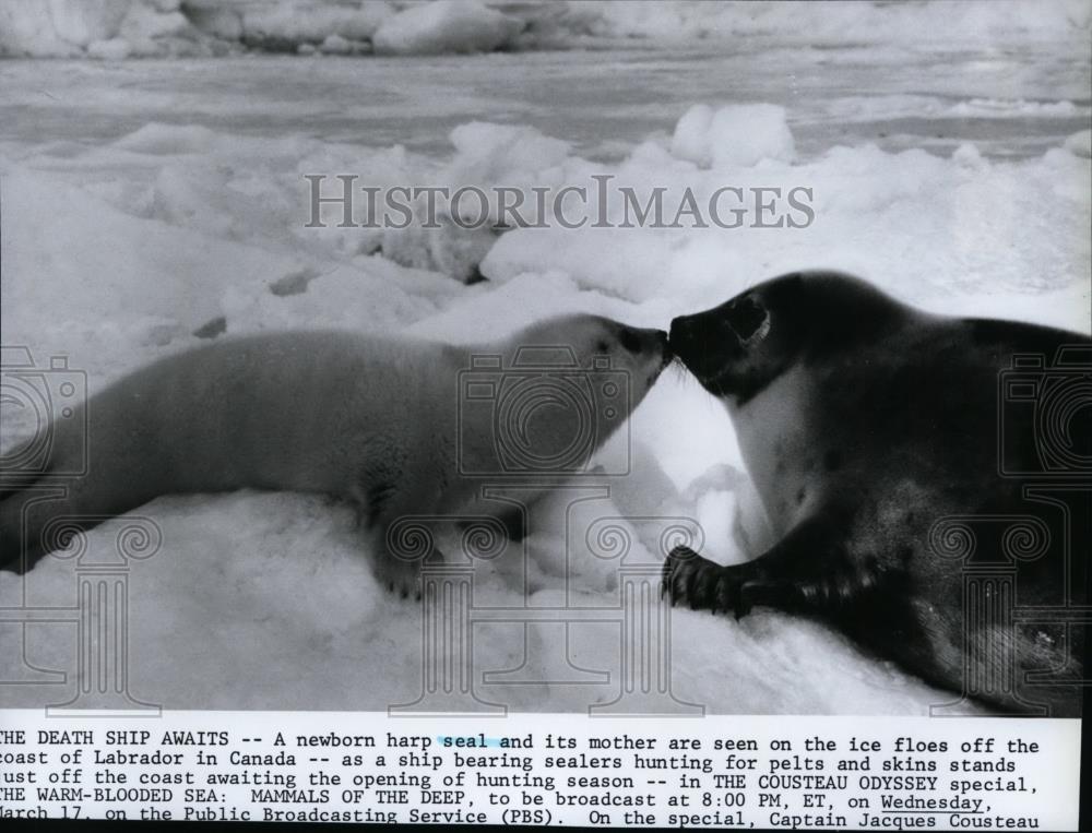Press Photo New Born Harp Seal and Mother off Coast of Labrador in Canada - Historic Images
