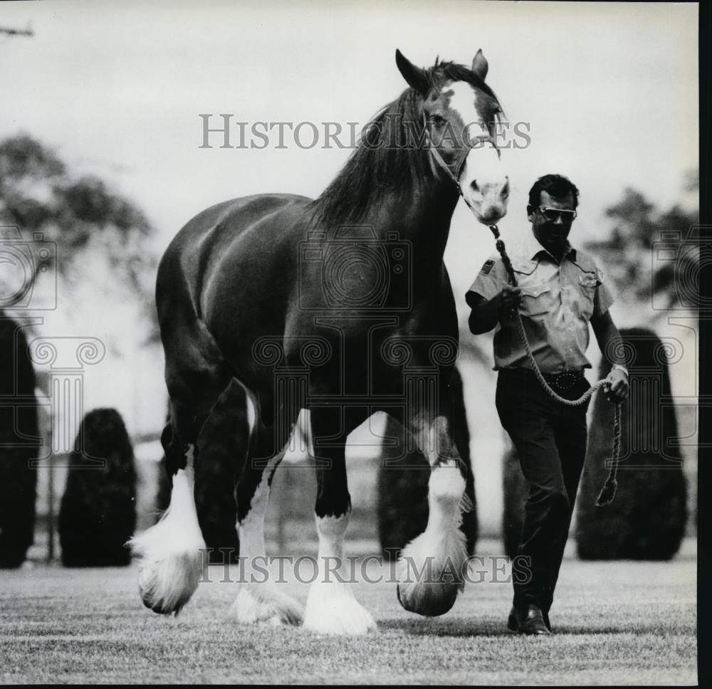 1987 Press Photo Clydesdale - spa22155 - Historic Images