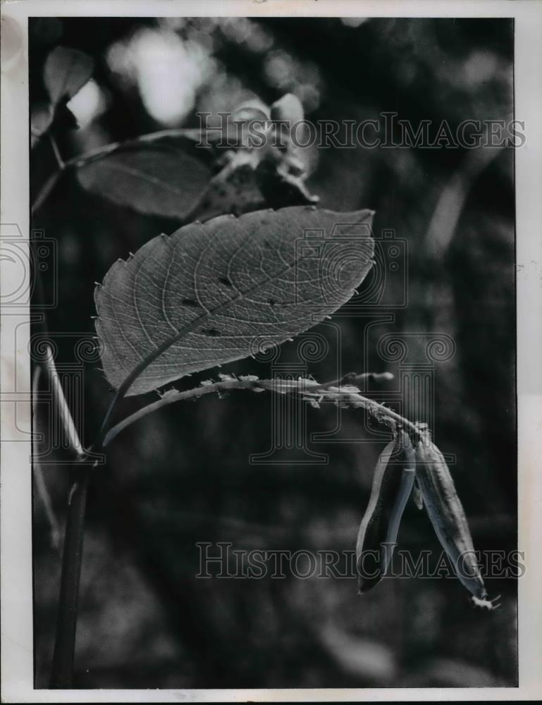 1965 Press Photo Spotted Jewel Weed Pod - nee99163 - Historic Images