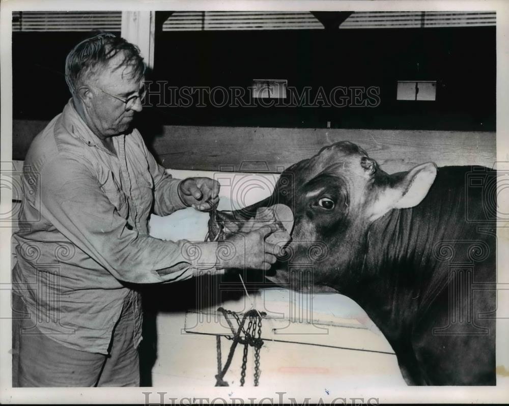 1966 Press Photo Harold Huber cares for a cow - nef02412 - Historic Images