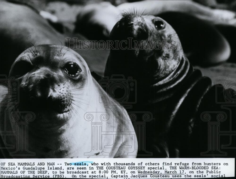 Press Photo Two Seals Refuge on Mexico's Guadalupe Island - spp01023 - Historic Images