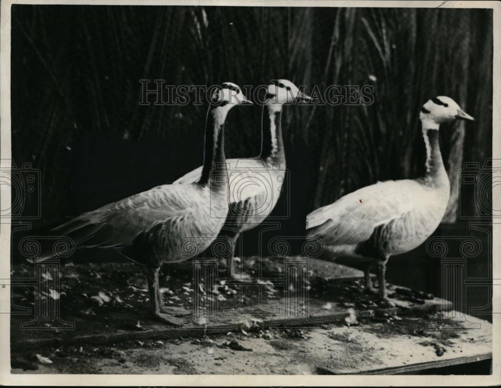 1930 Press Photo Rare India Bar-head geese - nef00415 - Historic Images