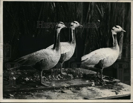 1930 Press Photo Rare India Bar-head geese - nef00415 - Historic Images