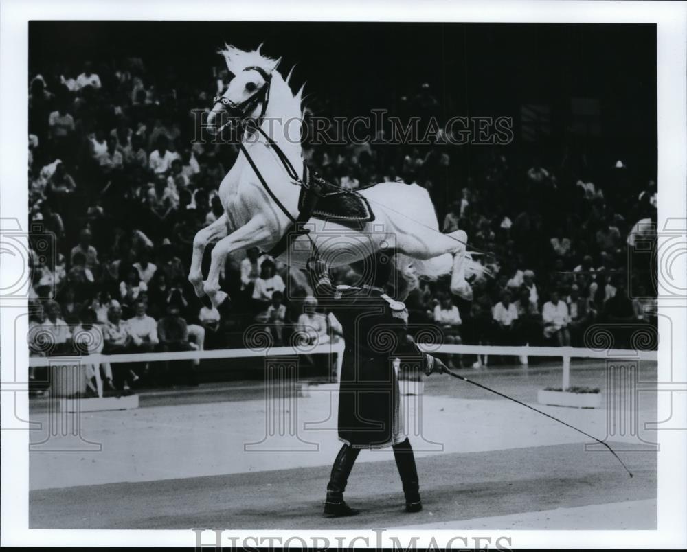 1992 Press Photo Lipizzaner Horse - spa21733 - Historic Images