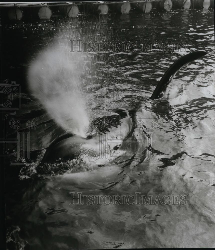 1986 Press Photo Namu The World&#39;s Only Captive Killer Whale - spa25300 - Historic Images