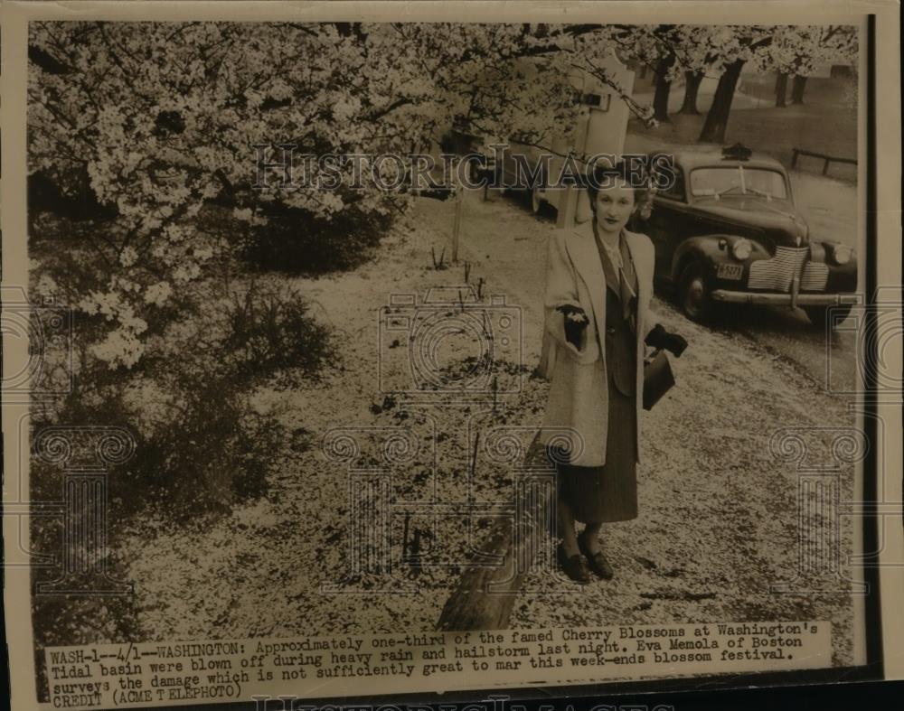 1949 Press Photo Eva Memola looks at cherry blossoms that fell in heavy rain - Historic Images