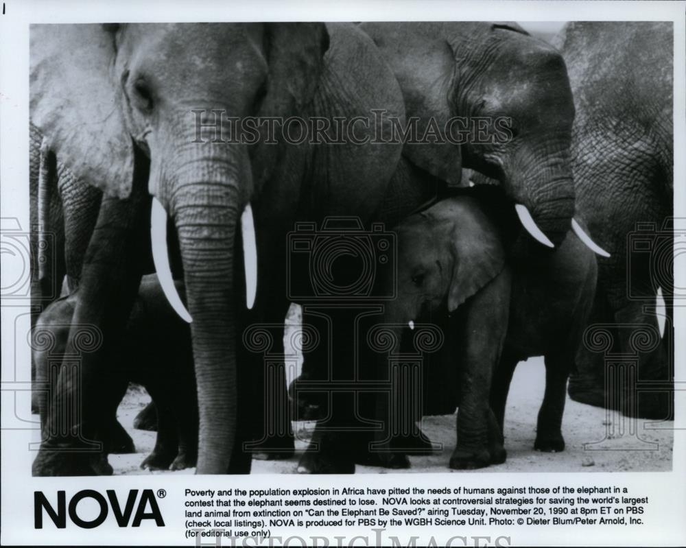 1990 Press Photo Elephant World's Largest Land Animal - spp00851 - Historic Images