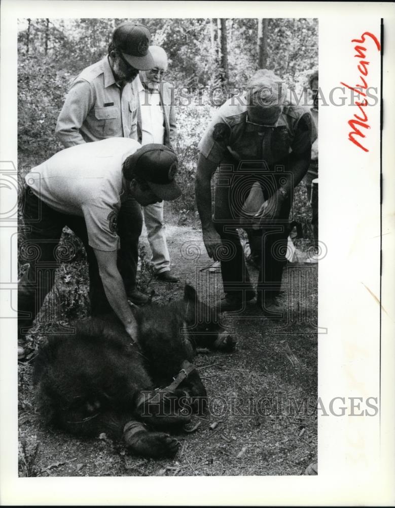1990 Press Photo Four men with a bear. - spa23695 - Historic Images
