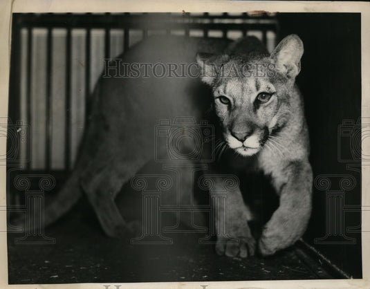 1939 Press Photo Max a Puma being donated to Brookside Zoo - nee96744 - Historic Images