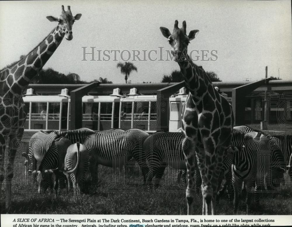 1982 Press Photo Zebra, Giraffes Roam Freely at Dark Continent Busch Gardens - Historic Images