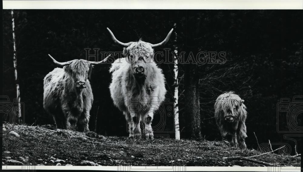 1982 Press Photo Scottish Highlander Cattle - spa21610 - Historic Images