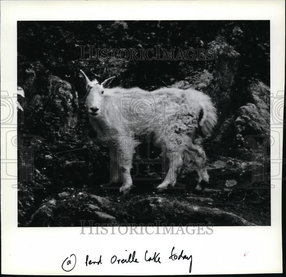 1984 Press Photo Animals Mountain Goat may get a radio collar in the near future - Historic Images