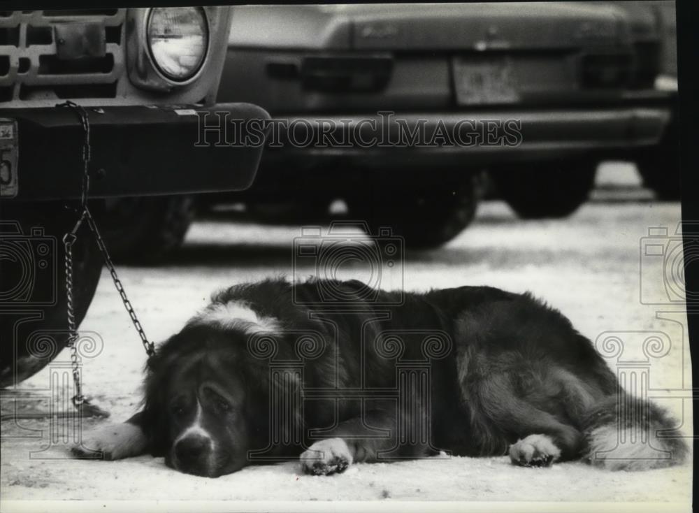 1982 Press Photo St Bernard Dog n Diamond Parking Lot - spa25280 - Historic Images