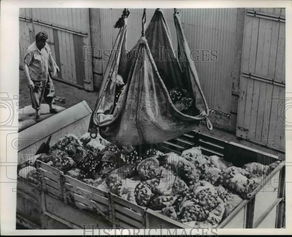 1949 Press Photo Onion in Hawaii Dock strike  - nee97988 - Historic Images