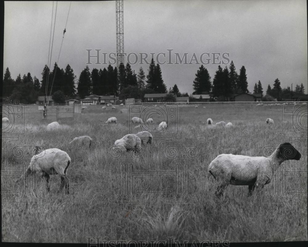 1980 Press Photo Animals Sheep - spa24534 - Historic Images