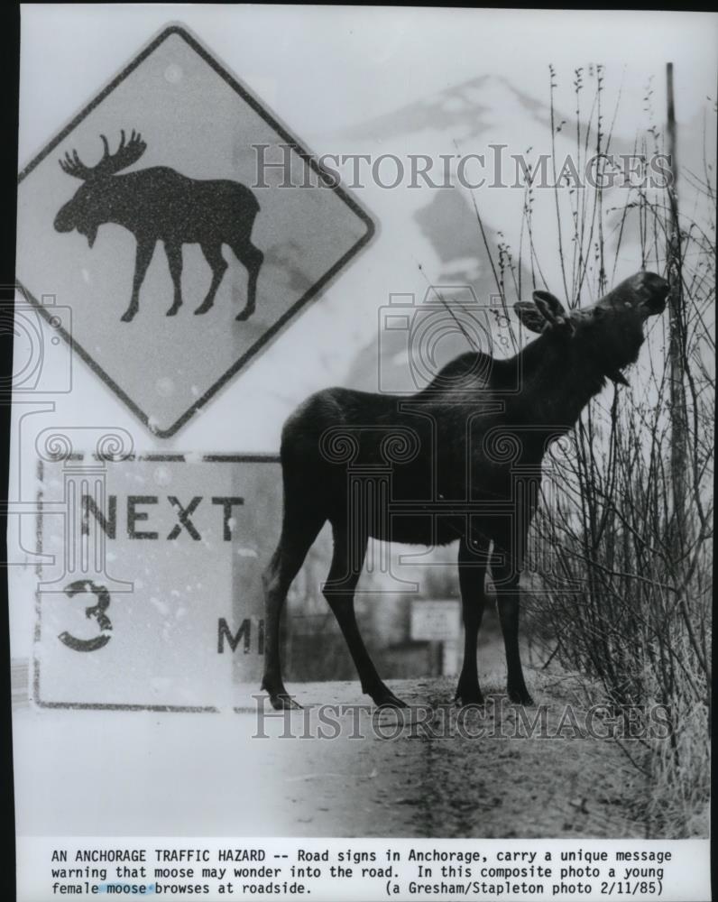 1985 Press Photo Animals Moose Wander into Road - spa25868 - Historic Images