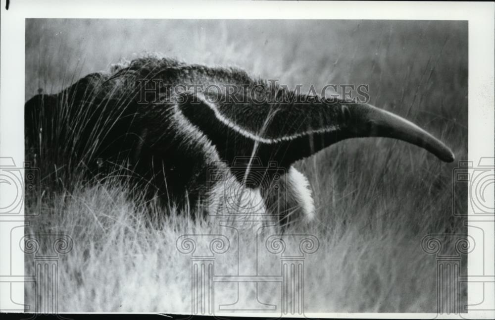 1985 Press Photo A Anteater - spa23946 - Historic Images