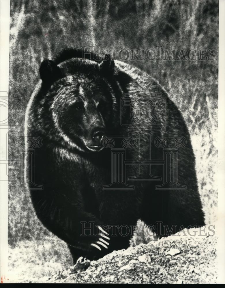 1987 Press Photo Grizzly Bear - spa23696 - Historic Images