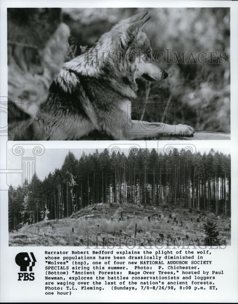 1990 Press Photo Plight of the Wolf and Ancient Forests Rage Over Trees - Historic Images
