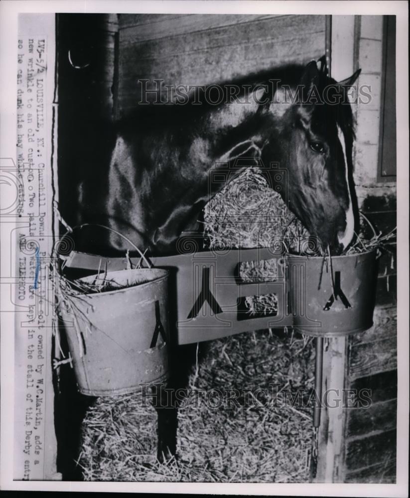 1951 Press Photo Phil D candidate for Kentucky Derby in his stall in Louisville - Historic Images