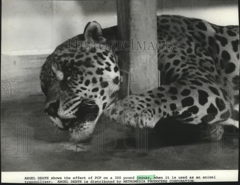 1980 Press Photo Angel Death Shows Effect of PCP on a Jaguar - spa28661 - Historic Images