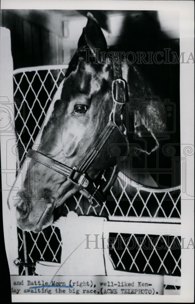 1951 Press Photo Race horse Battle Worn is a candidate for the Kentucky Derby - Historic Images