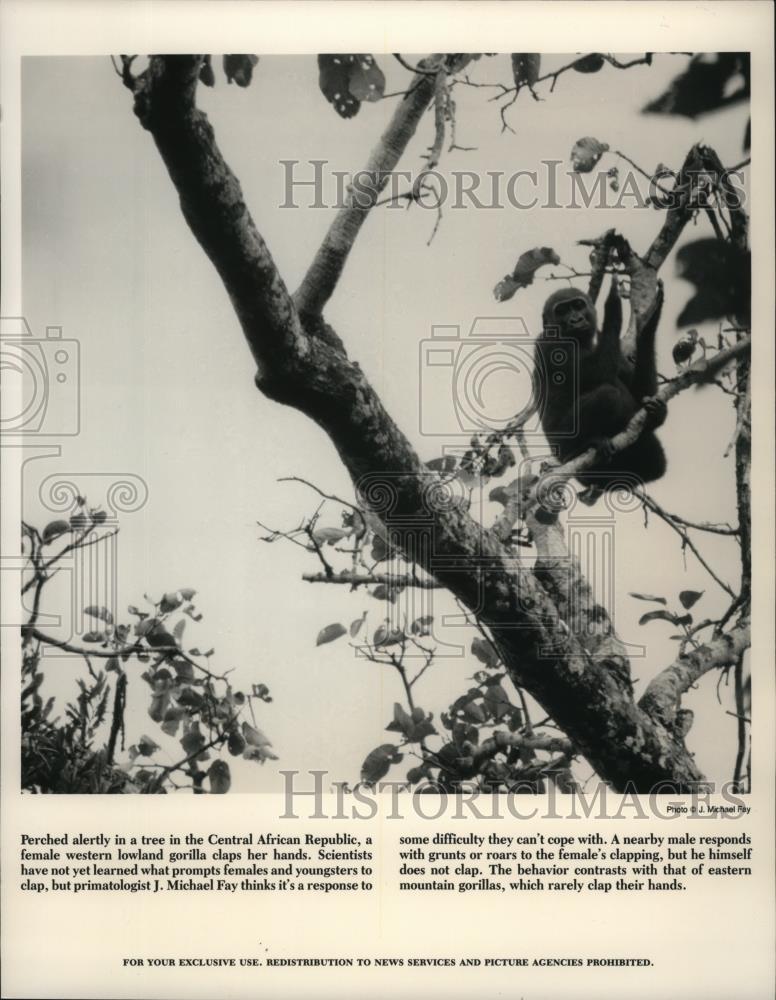 1990 Press Photo Female Western Lowland Gorilla in Central African Republic - Historic Images