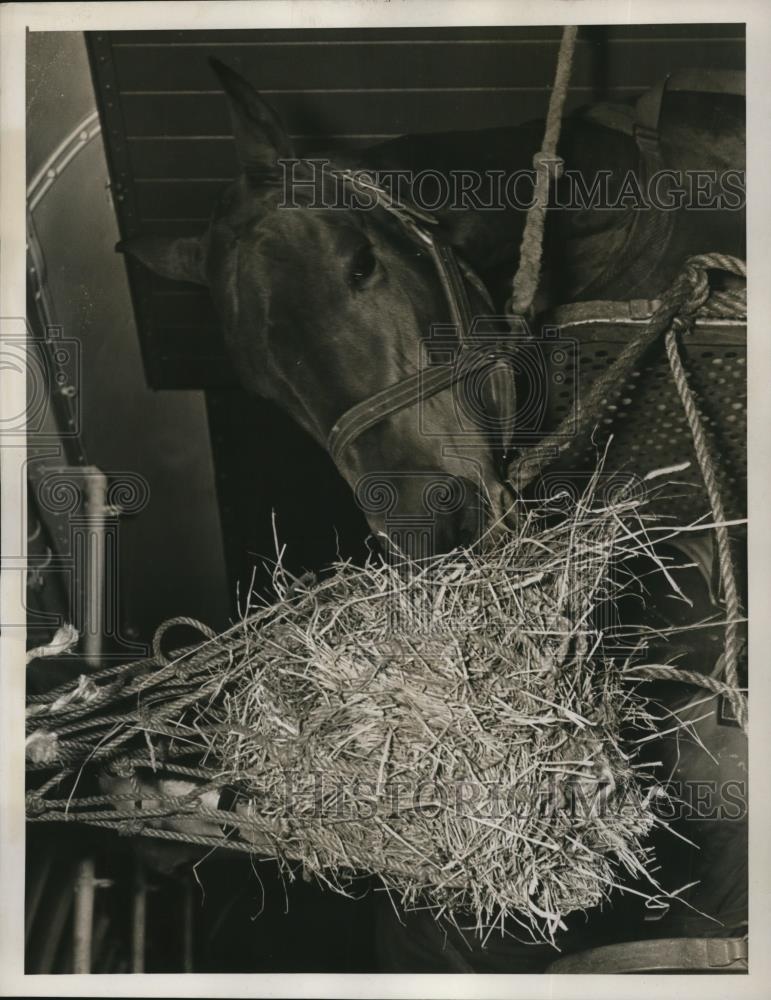 1939 Press Photo Horse Eye&#39;s Delight at his stables in NY for horse show - Historic Images