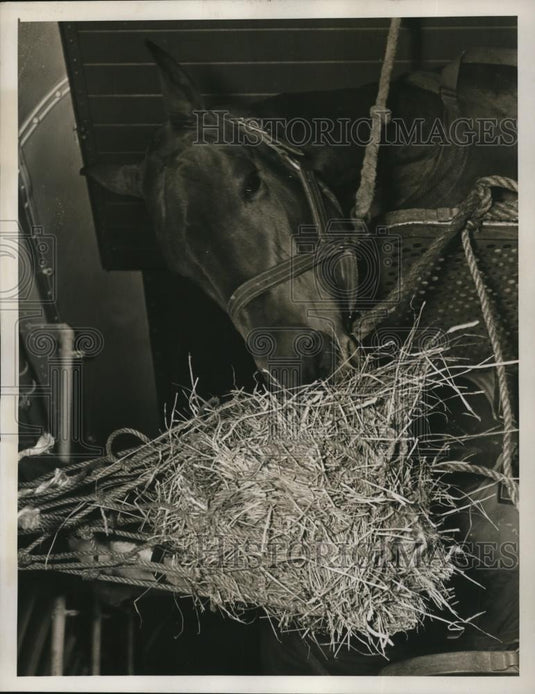 1939 Press Photo Horse Eye's Delight at his stables in NY for horse show - Historic Images