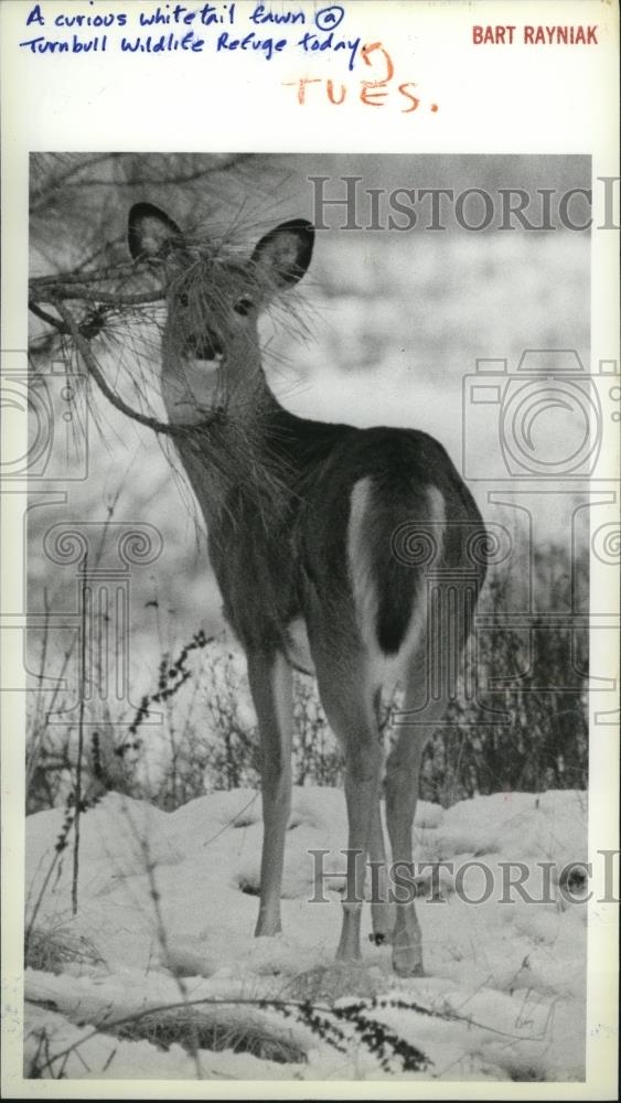 1985 Press Photo A curious whitetail fawn at Turnbull Wildlife Refuge - Historic Images