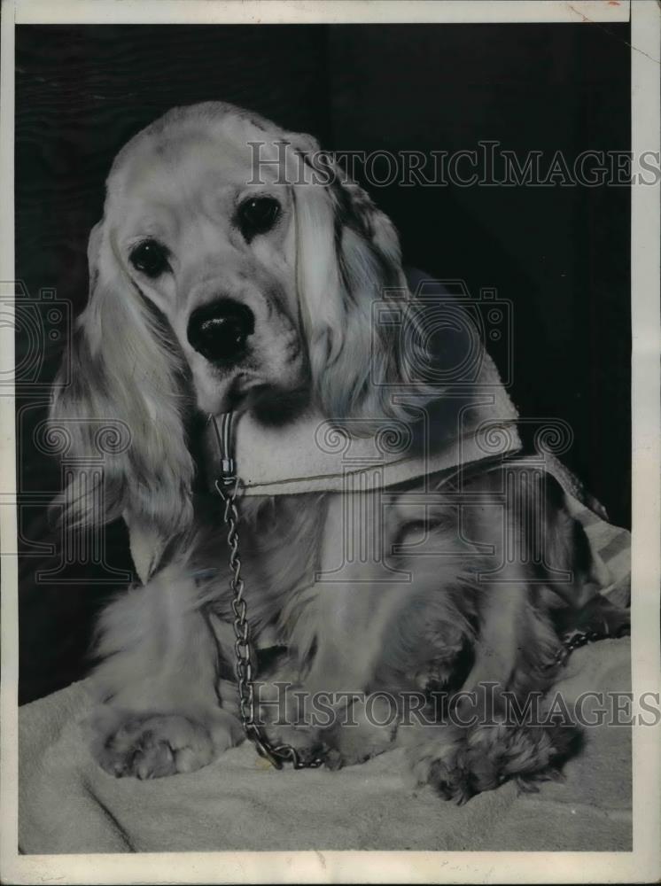 1945 Press Photo New York George W Wuchter&#39;s Champion Spaniel at Roosevelt NYC - Historic Images