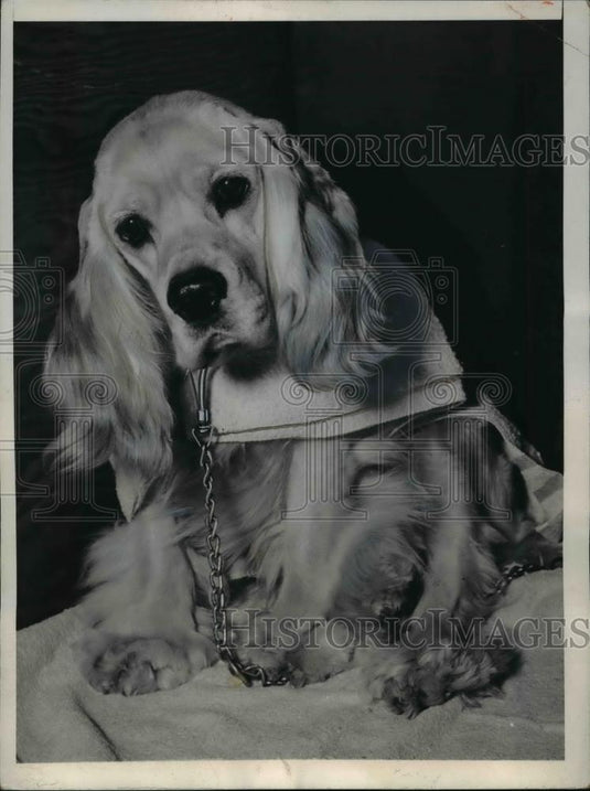 1945 Press Photo New York George W Wuchter's Champion Spaniel at Roosevelt NYC - Historic Images