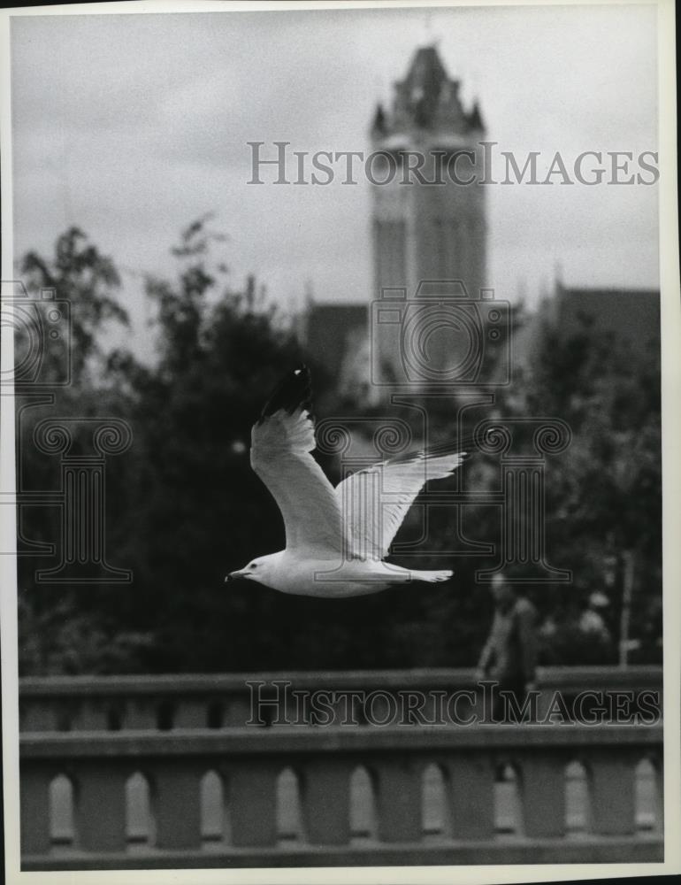 1980 Press Photo Animals Sea Gull - spa31080 - Historic Images