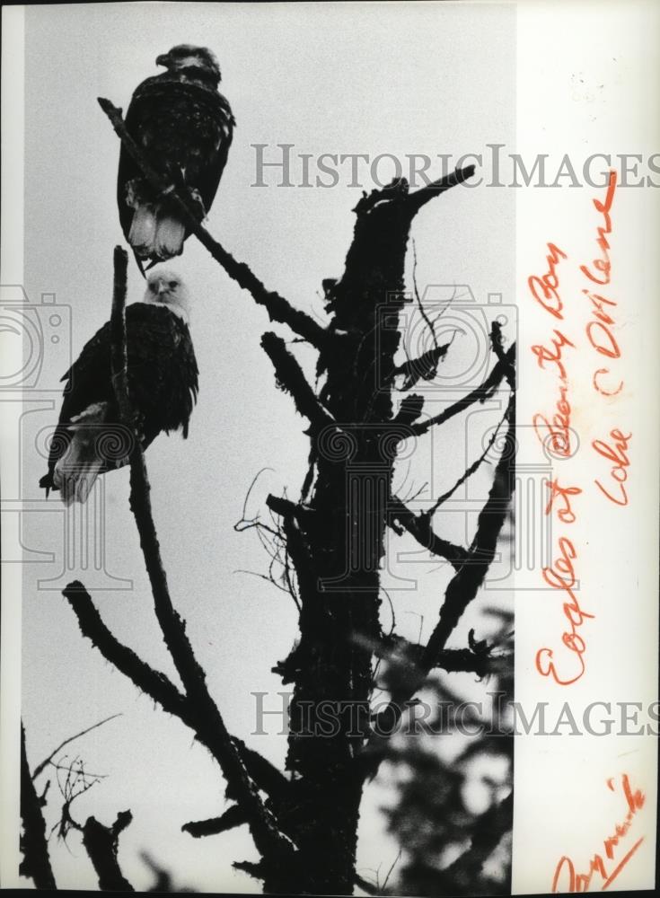 1983 Press Photo Bald Eagles at Beauty Bay Lake Coeur d&#39;Alene - spa31177 - Historic Images
