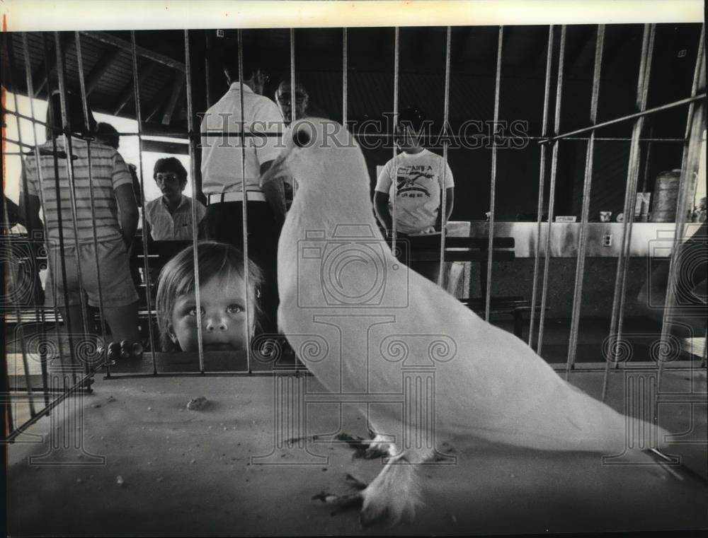 1984 Press Photo Kirsten Anderson checks pigeon at Inland Empire Pigeon Fancier - Historic Images