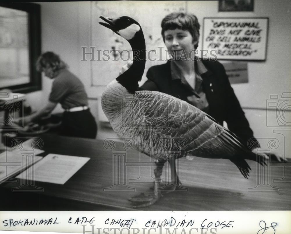 1986 Press Photo Spokanimal Care Gail Mackie caught Canadian Goose - spa31508 - Historic Images