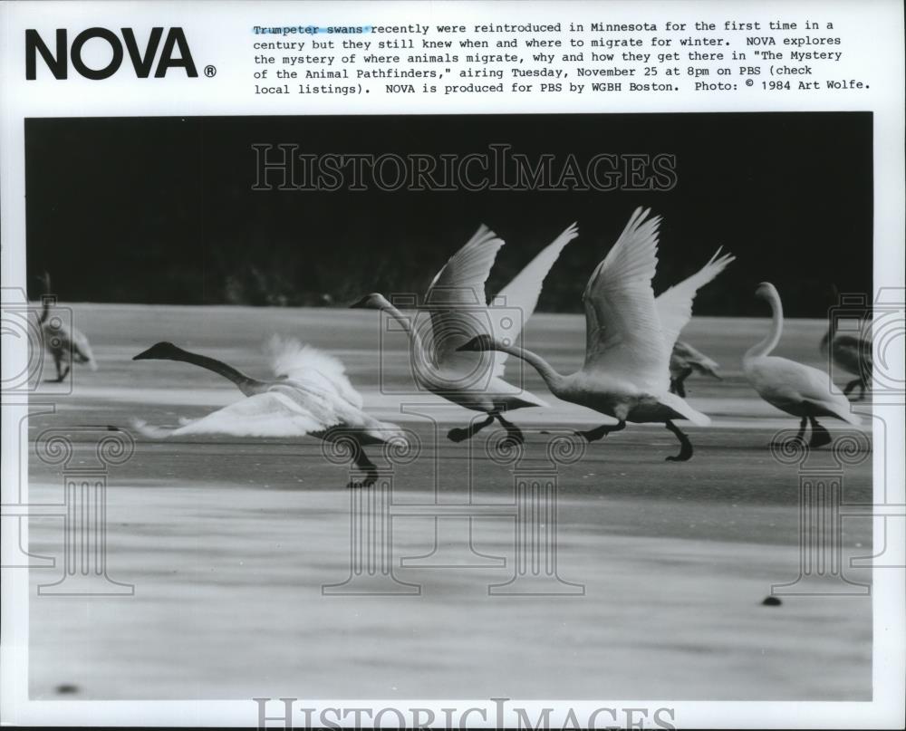 1984 Press Photo Trumpeter swans in Minnesota on NOVA TV special. - spp01480 - Historic Images