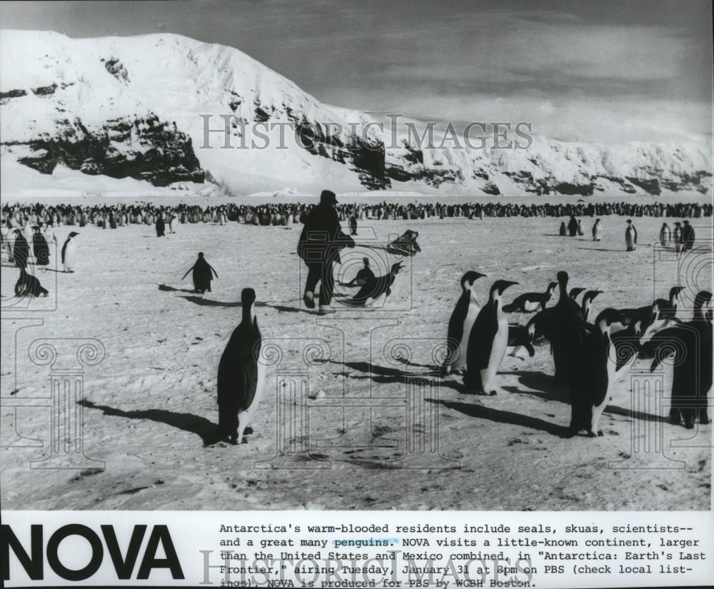 1983 Press Photo A scene from Nova&#39;s special Antarctica: Earth&#39;s Last Frontier. - Historic Images