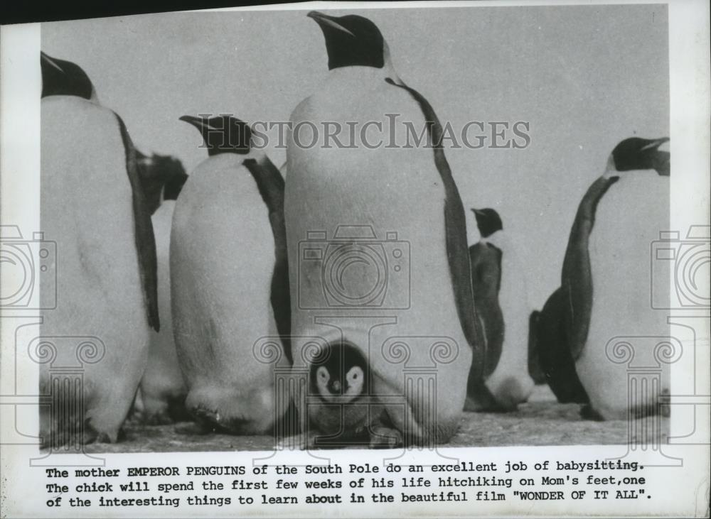Press Photo Emperor penguins in the film, Wonder of it All. - spp01488 - Historic Images
