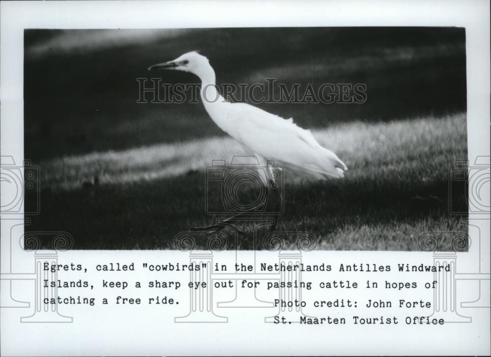 1985 Press Photo An egret in the Netherlands Antilles Windward Islands. - Historic Images