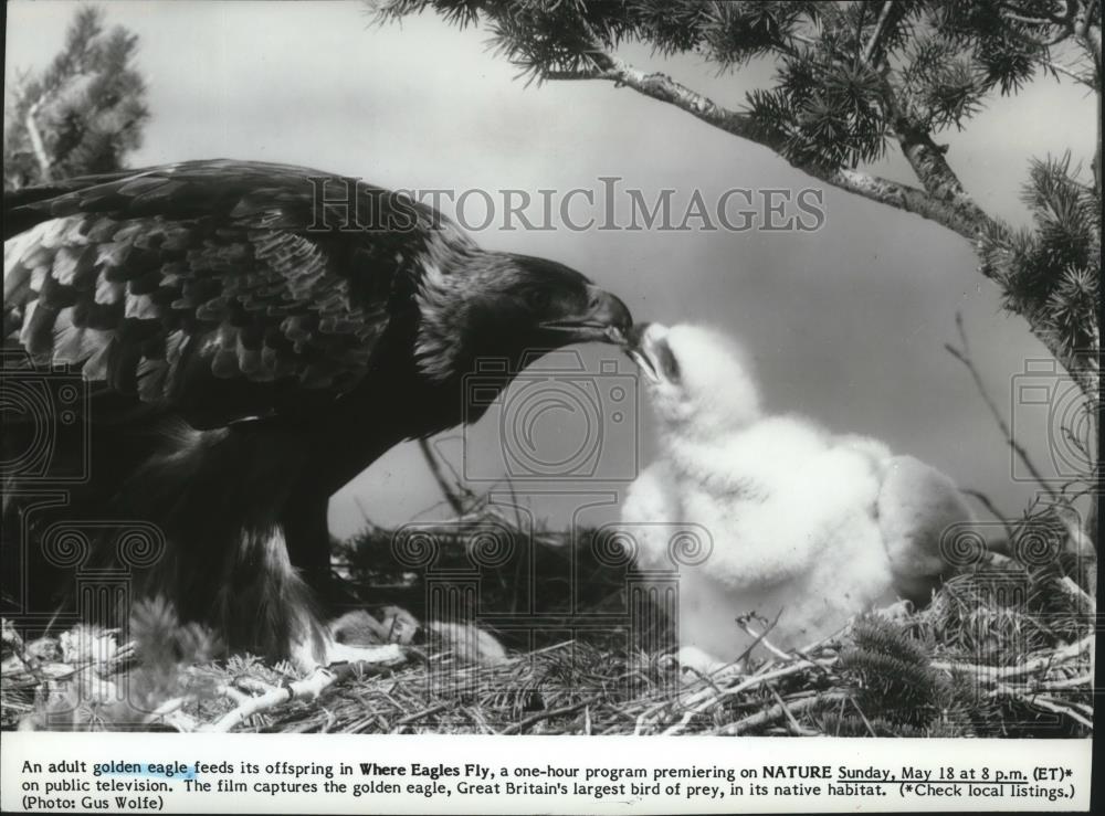 1985 Press Photo An adult golden eagle feeds its chick on Where Eagles Fly. - Historic Images