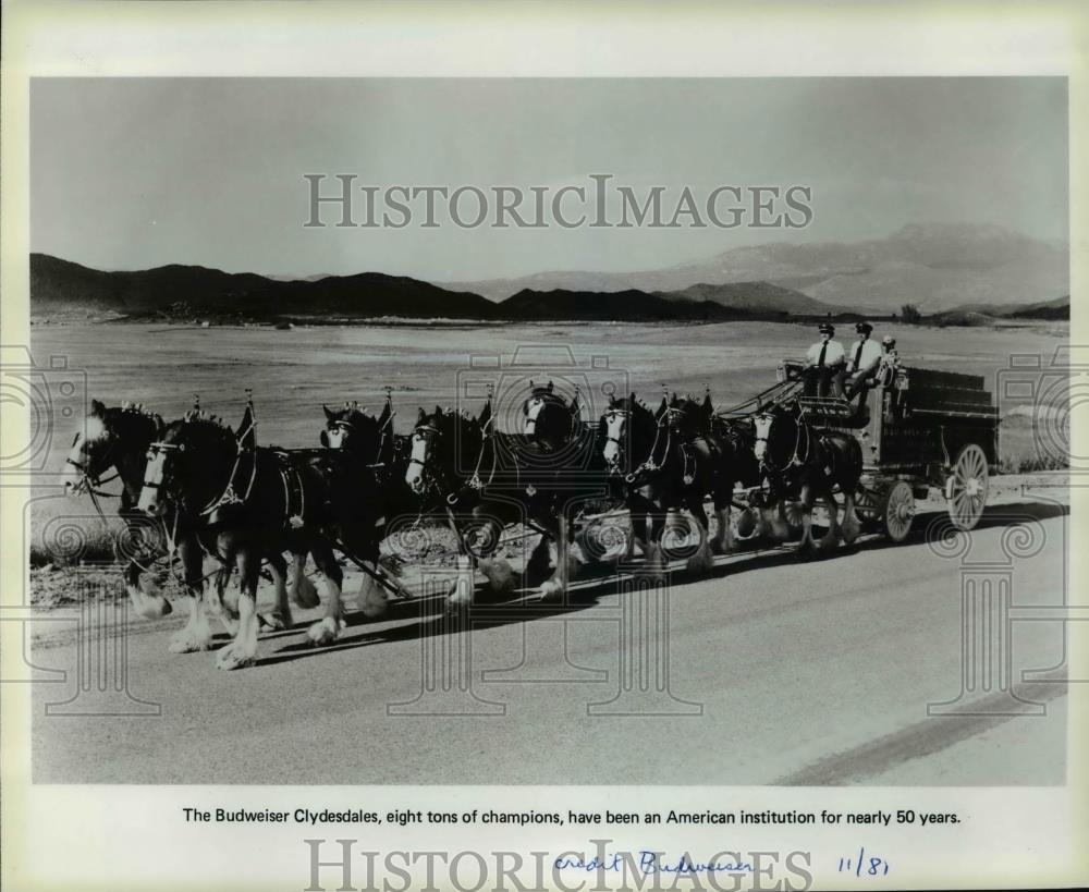 1981 Press Photo The Budweiser Clydesdales-horse driven - cvb68889 - Historic Images
