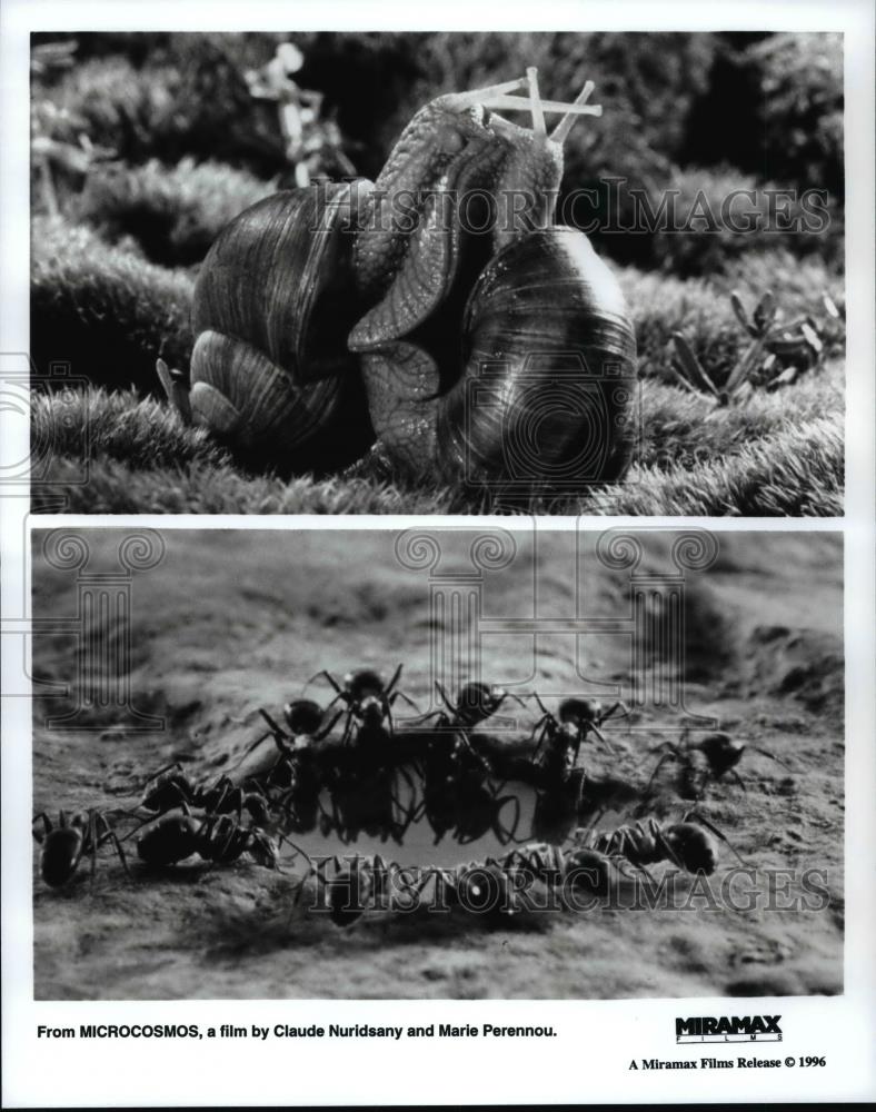 1996 Press Photo Scenes from Microcosmos by Claude Nuridsany & Marie Perennou. - Historic Images