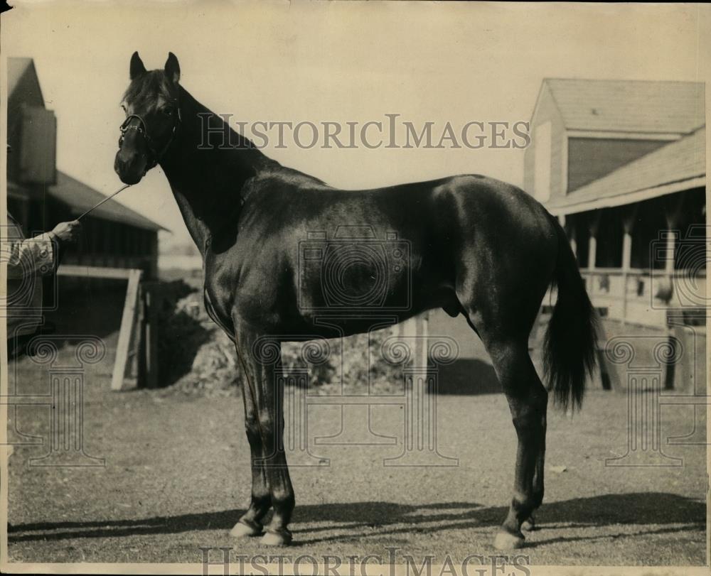 1928 Press Photo Horse named Keith of Parview Stables, Kentucky Derby candidate - Historic Images