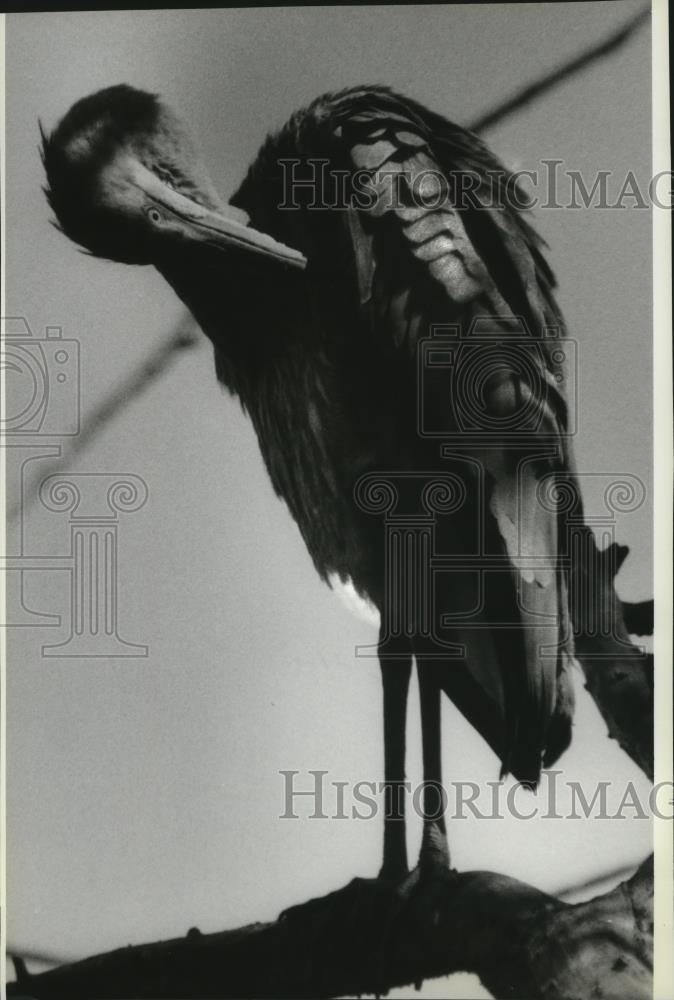 1985 Press Photo Birds Blue Heron - spa31856 - Historic Images