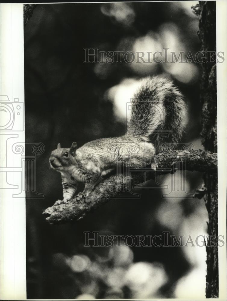 1993 Press Photo Several squirrels have died from poison in one Valley - Historic Images