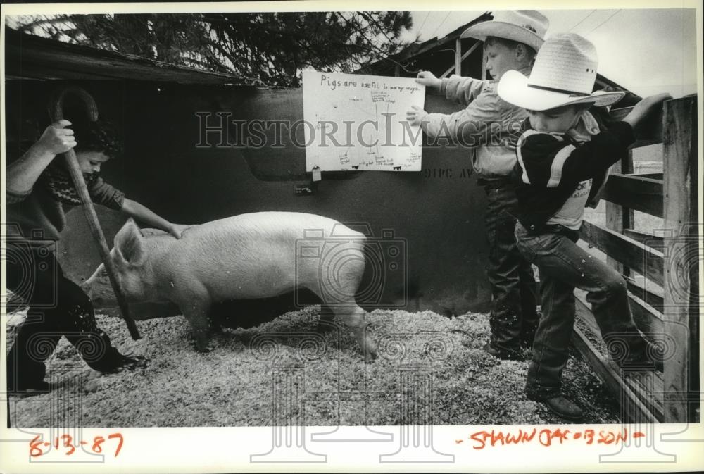 1987 Press Photo Animals, Pig - spa32968 - Historic Images